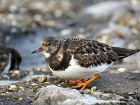 Arenaria interpres 90, Steenloper, Saxifraga-Tom Heijnen