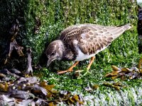 Arenaria interpres 92, Steenloper, Saxifraga-Bart Vastenhouw