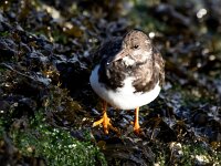 Arenaria interpres 94, Steenloper, Saxifraga-Bart Vastenhouw