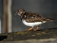 Arenaria interpres 95, Steenloper, Saxifraga-Bart Vastenhouw