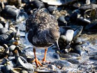 Arenaria interpres 96, Steenloper, Saxifraga-Bart Vastenhouw