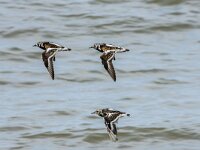 Arenaria interpres 97, Steenloper, breeding plumage, Saxifraga-Theo Verstrael