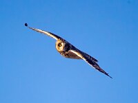 Asio flammeus 33, Velduil, Saxifraga-Bart Vastenhouw