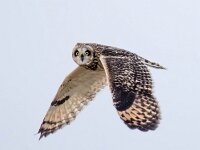 Asio flammeus 4, Velduil, Saxifraga-Bart Vastenhouw