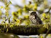 Athene noctua 13, Steenuil, adult, Saxifraga-Theo Verstrael