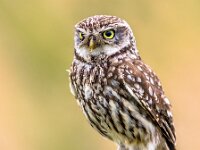 Little Owl perched on log  Little Owl (Athene noctua) nocturnal bird perched on log and looking at prey : Belgium, Netherlands, animal, athene, background, bird, birdwatching, black, brown, closeup, countryside, cute, europe, european, eye, farm, farmland, fauna, green, landscape, little, log, looking, nature, noctua, nocturnal, one, owl, portrait, post, predator, prey, rural, small, standing, summer, uk, white, wild, wildlife, wood, wooden, yellow