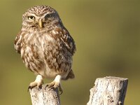 Athene noctua 16, Steenuil, Saxifraga-Piet Munsterman