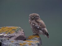 Athene noctua 18, Steenuil, Saxifraga-Arie de Knijff