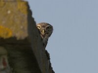 Athene noctua 21, Steenuil, Saxifraga-Luc Hoogenstein