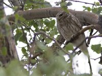 Athene noctua 26, Steenuil, Saxifraga-Mark Zekhuis