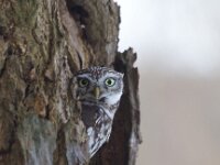 Athene noctua 27, Steenuil, Saxifraga-Jan Nijendijk