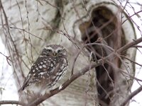 Athene noctua 30, Steenuil, Saxifraga-Mark Zekhuis