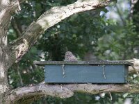 Athene noctua 35, Steenuil, Saxifraga-Mark Zekhuis