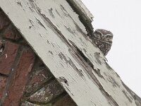 Athene noctua 36, Steenuil, Saxifraga-Mark Zekhuis