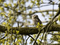 Athene noctua 38, Steenuil, adult, Saxifraga-Theo Verstrael