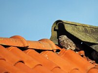 Athene noctua 42, Steenuil, Saxifraga-Hans Dekker
