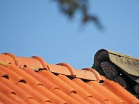 Athene noctua 43, Steenuil, Saxifraga-Hans Dekker