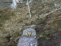 Athene noctua 44, Steenuil, Saxifraga-Dirk Hilbers