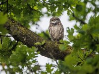 Athene noctua 7, Steenuil, adult, Saxifraga-Theo Verstrael