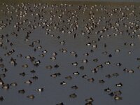 Aythya ferina 22, Tafeleend, Saxifraga-Jan Nijendijk