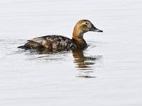 Aythya ferina 30, Tafeleend, Saxifraga-Tom Heijnen