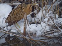 Botaurus stellaris 26, Roerdomp, Saxifraga Jan Nijendijk