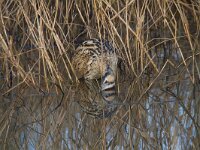 Botaurus stellaris 30, Roerdomp, Saxifraga-Jan Nijendijk