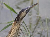 Botaurus stellaris 36, Roerdomp, Saxifraga-Mark Zekhuis