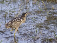 Botaurus stellaris 37, Roerdomp, Saxifraga-Mark Zekhuis