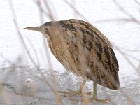 Botaurus stellaris 43, Roerdomp, Saxifraga-Luuk Vermeer