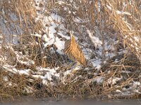 Botaurus stellaris 49, Roerdomp, Saxifraga-Luuk Vermeer