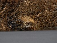 Botaurus stellaris 59, Roerdomp, Saxifraga-Luuk Vermeer