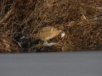 Botaurus stellaris 60, Roerdomp, Saxifraga-Luuk Vermeer