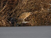 Botaurus stellaris 63, Roerdomp, Saxifraga-Luuk Vermeer