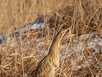 Botaurus stellaris 68, Roerdomp, Saxifraga-Luuk Vermeer