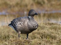 Rotgans, Zwartbuikrotgans; Branta bernicla  Rotgans, Zwartbuikrotgans; Branta bernicla : Branta bernicla, Friesland, Frisia, Fyslan, Rotgans, Schiermonnikoog, Zwartbuikrotgans, bird, field, gans, ganzen, geese, goose, grasland, grassland, vogel, waterbird, watervogel, weide