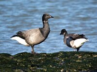 Branta bernicla 103, Rotgans, Saxifaga-Bart Vastenhouw