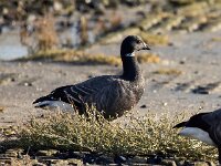 Branta bernicla 105, Rotgans, Saxifaga-Bart Vastenhouw
