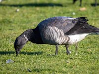 Branta bernicla 113, Rotgans, Saxifaga-Bart Vastenhouw