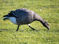 Branta bernicla 115, Rotgans, Saxifaga-Bart Vastenhouw