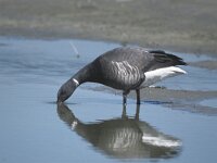 Branta bernicla 15, Rotgans, Saxifraga-Piet Munsterman