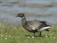 Branta bernicla 21, Rotgans, Saxifraga-Jan van der Straaten