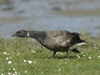 Branta bernicla 22, Rotgans, Saxifraga-Jan van der Straaten