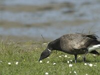 Branta bernicla 23, Rotgans, Saxifraga-Jan van der Straaten