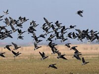 Branta bernicla 38, Rotgans, Saxifraga-Piet Munsterman