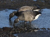 Branta bernicla 39, Rotgans, Saxifraga-Peter Meininger