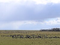 Branta bernicla 45, Rotgans, Saxifraga-Bart Vastenhouw