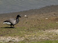 Branta bernicla 50, Rotgans, Saxifraga-Jan van der Straaten