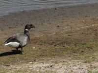 Branta bernicla 51, Rotgans, Saxifraga-Jan van der Straaten