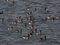 Branta bernicla 55, Rotgans, Saxifraga-Dirk Hilbers